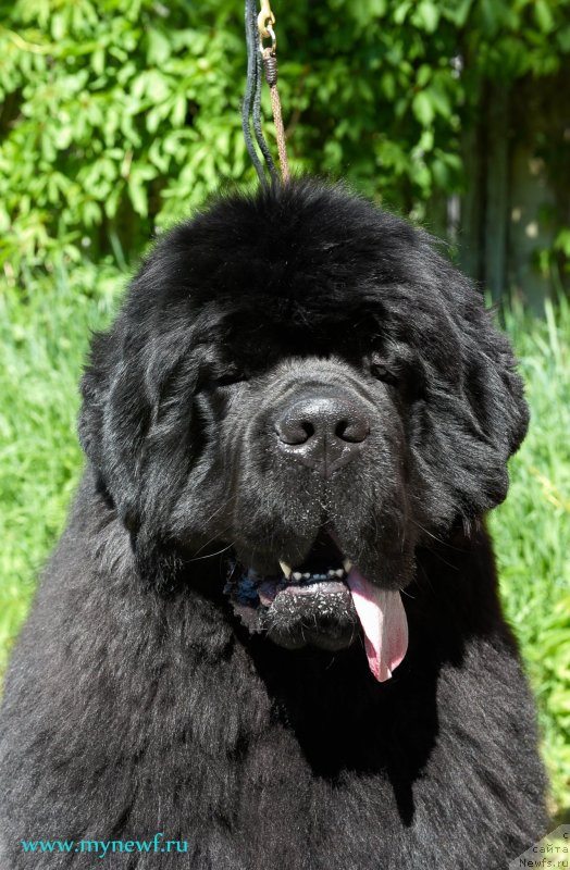 Фото: ньюфаундленд Акватория Келвин Хедлайнер (Aquatoriya Kelvin Headliner)