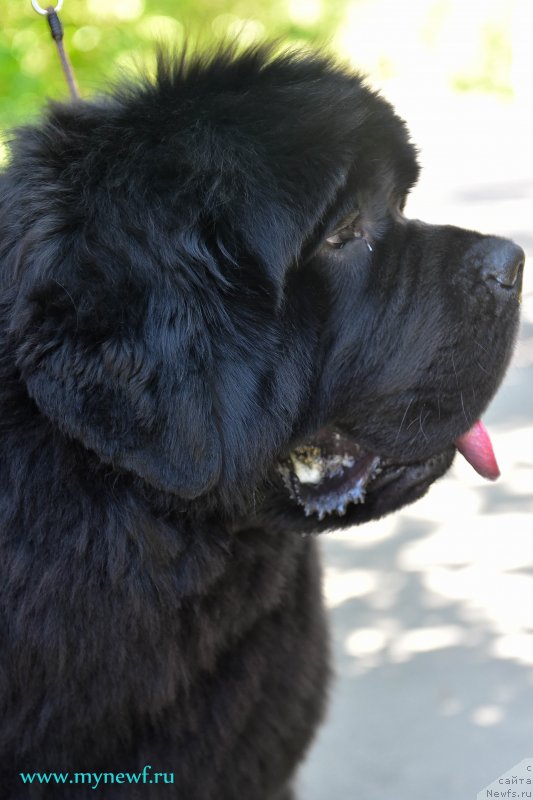 Фото: ньюфаундленд Акватория Келвин Хедлайнер (Aquatoriya Kelvin Headliner)