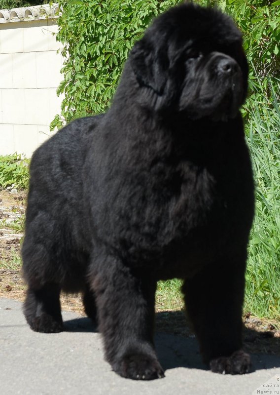 Фото: ньюфаундленд Акватория Келвин Хедлайнер (Aquatoriya Kelvin Headliner)