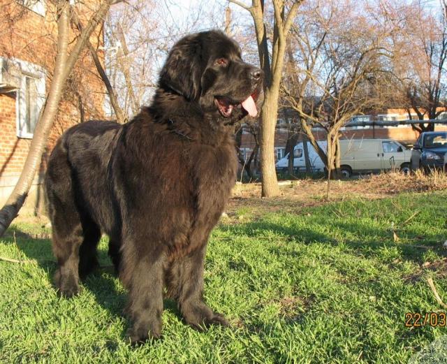 Фото: ньюфаундленд Акватория Келвин Заветная Мечта (Aquatoriya Kelvin Zavetnaya Mechta)