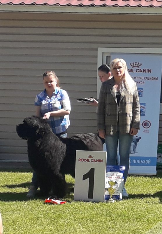 Фото: ньюфаундленд Акватория Келвин Хедлайнер (Aquatoriya Kelvin Headliner)