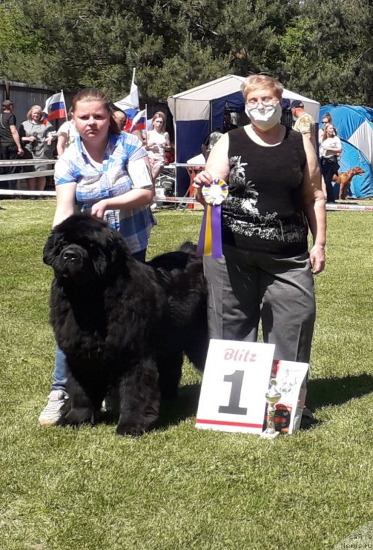 Фото: ньюфаундленд Акватория Келвин Хедлайнер (Aquatoriya Kelvin Headliner)