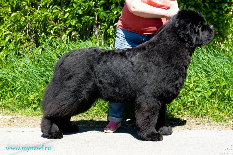 Фото: ньюфаундленд Акватория Келвин Хедлайнер (Aquatoriya Kelvin Headliner)