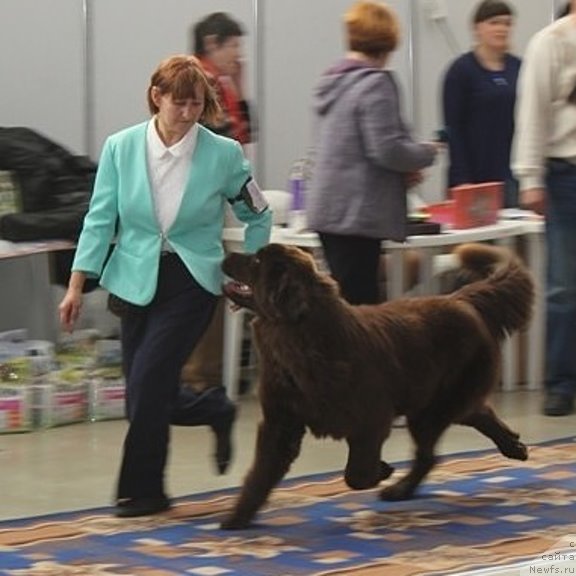 Фото: ньюфаундленд Хит Шелико Дольче Вита (Hit Sheliko Dolce Vita)