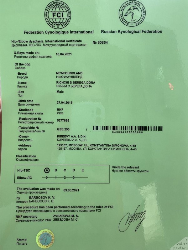 Фото: ньюфаундленд Риччи с Берега Дона (Richchi s Berega Dona)