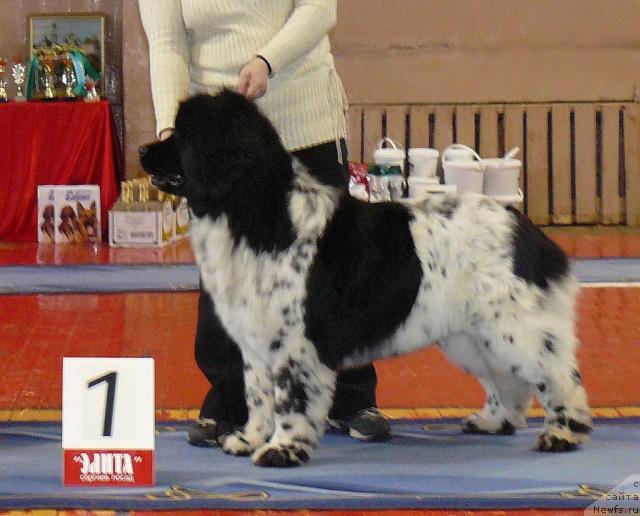 Фото: ньюфаундленд Восходящая Звезда (Voshodyashaya Zvezda)