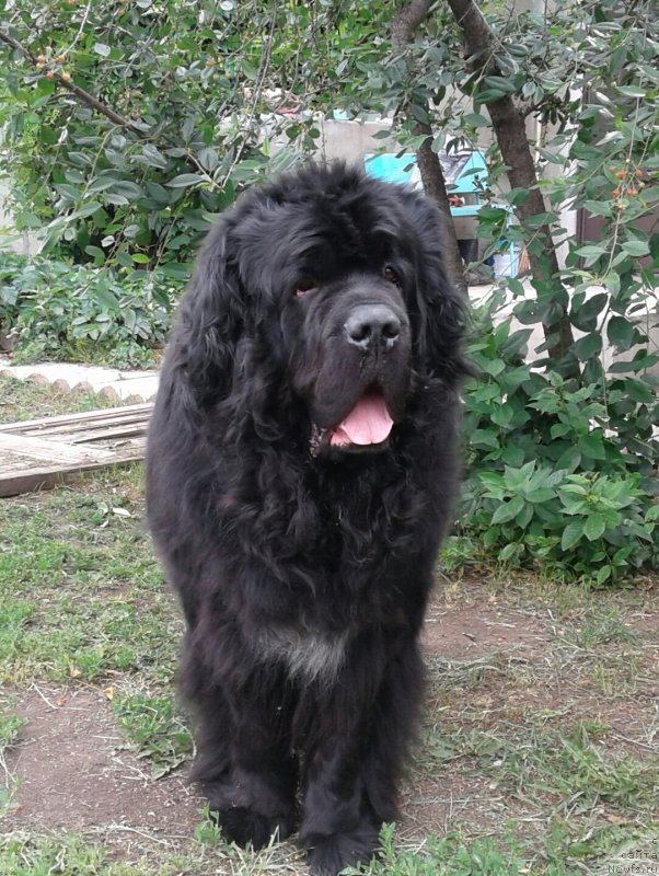 Фотография № 248492