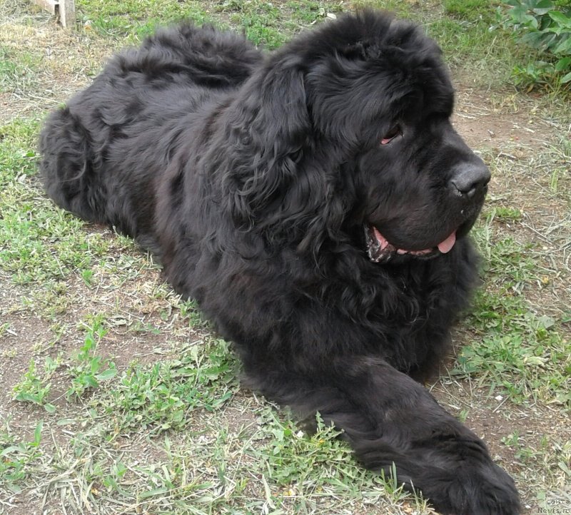 Фото: ньюфаундленд Первый Парень из Тихого Омута (Pervvy Paren iz Tihogo Omuta)