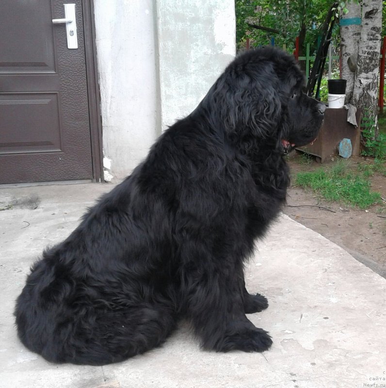 Фото: ньюфаундленд Первый Парень из Тихого Омута (Pervvy Paren iz Tihogo Omuta)