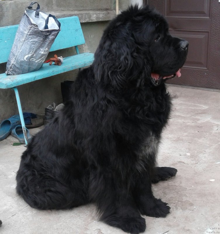 Фотография № 248496