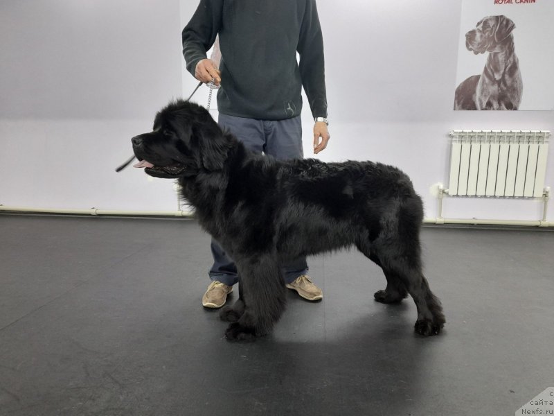 Фото: ньюфаундленд Черный Балу Октавия (Cherniy Balu Oktaviya), ньюфаундленд Черный Балу Октавия (Cherniy Balu Oktaviya)