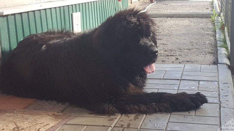 Фото: ньюфаундленд Черный Балу Октавия (Cherniy Balu Oktaviya)