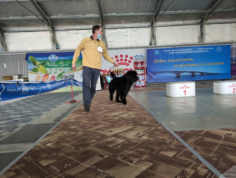 Фото: ньюфаундленд Черный Балу Октавия (Cherniy Balu Oktaviya)