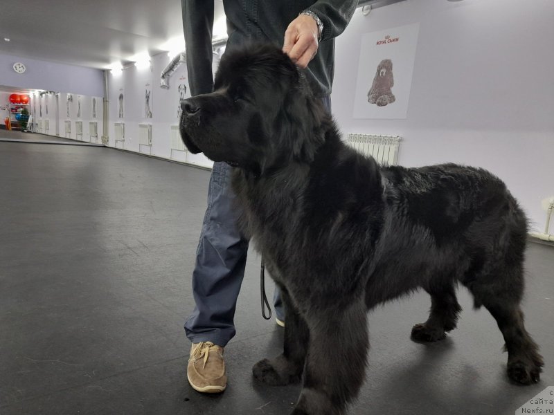 Фото: ньюфаундленд Черный Балу Октавия (Cherniy Balu Oktaviya), ньюфаундленд Черный Балу Октавия (Cherniy Balu Oktaviya)