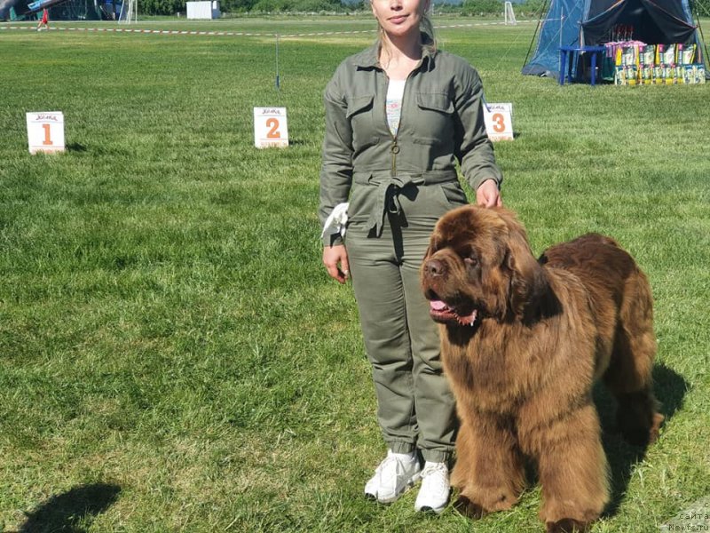 Фото: ньюфаундленд Эдгар из Медвежьего Яра (Edgar iz Medvejyego Yara)