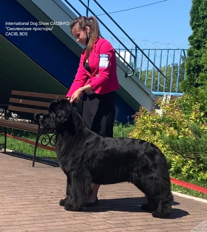 Фото: ньюфаундленд Акватория Келвин Прима для Дома Прозоровских (Aquatoriya Kelvin Prima dlya Doma Prozorovskikh), Маргарита Долотова