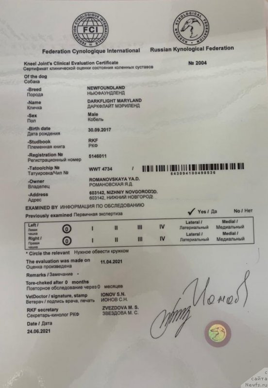 Фото: ньюфаундленд Даркфлайт Мэриленд (Darkflight Maryland)