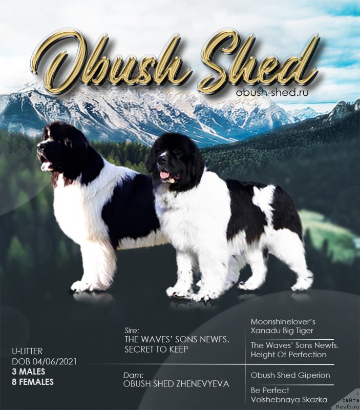 Фото: ньюфаундленд The Waves Sons Newfoundlands Secret To Keep