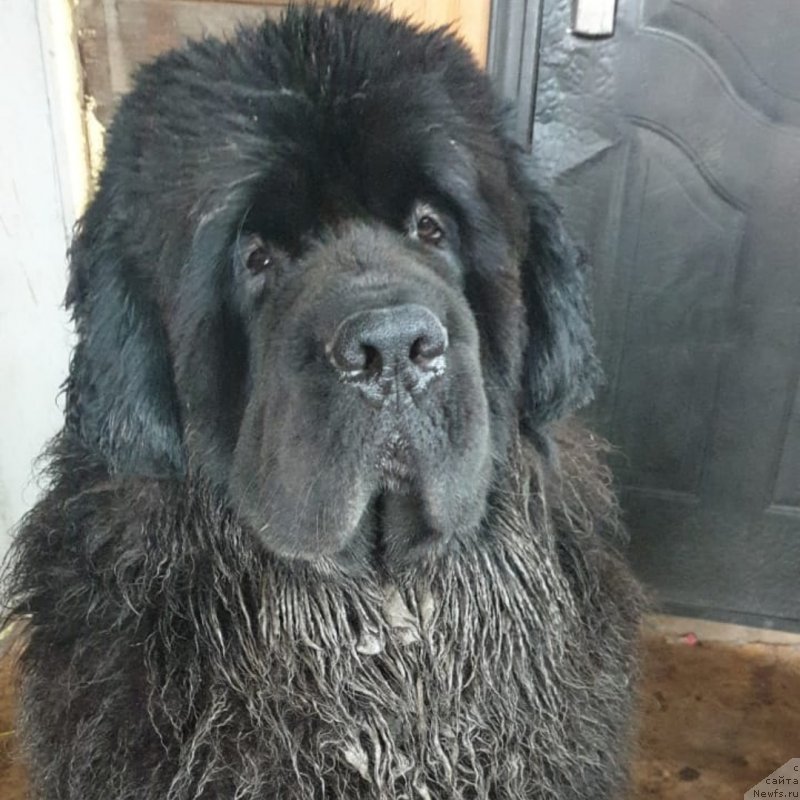 Фото: ньюфаундленд Вип Коллекшн Завгард