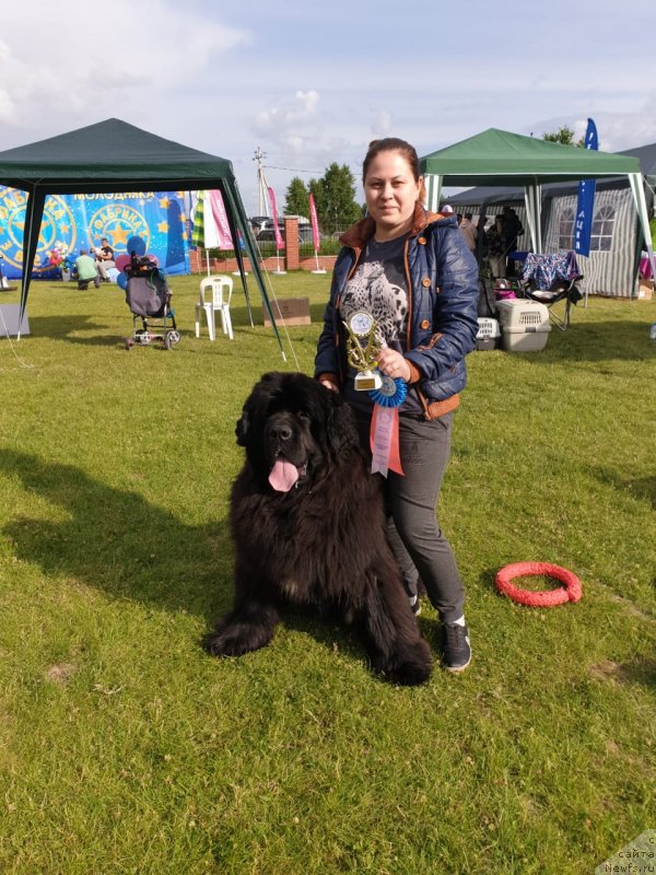 Фото: ньюфаундленд Вип Коллекшн Завгард