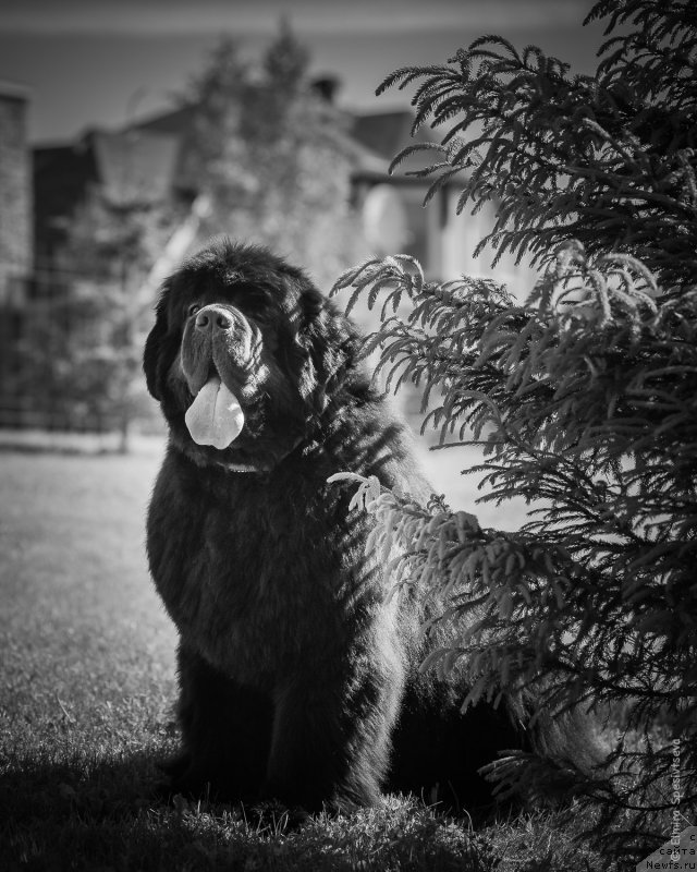 Фото: ньюфаундленд Акватория Келвин Хедлайнер (Aquatoriya Kelvin Headliner)