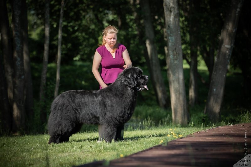 Фото: ньюфаундленд Акватория Келвин Хедлайнер (Aquatoriya Kelvin Headliner)