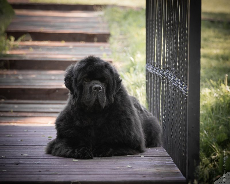 Фото: ньюфаундленд Акватория Келвин Хедлайнер (Aquatoriya Kelvin Headliner)