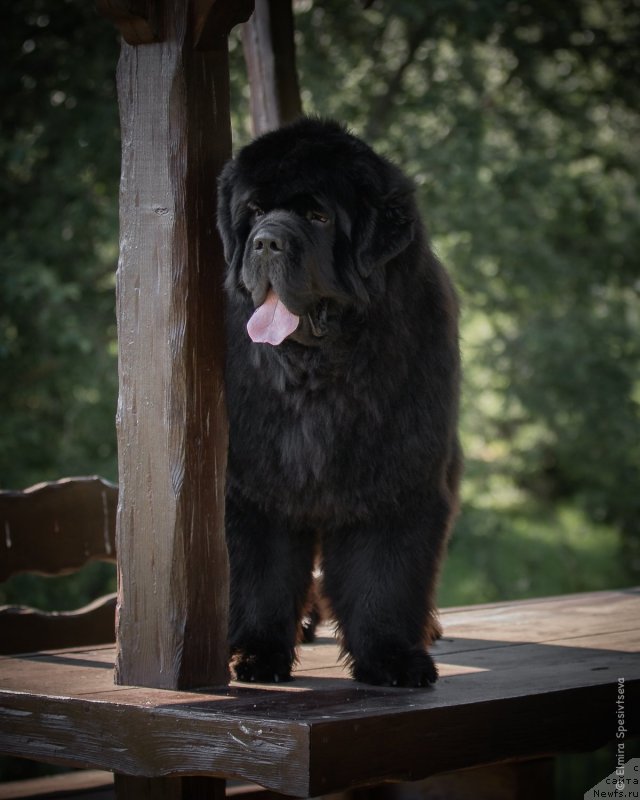 Фото: ньюфаундленд Акватория Келвин Хедлайнер (Aquatoriya Kelvin Headliner)