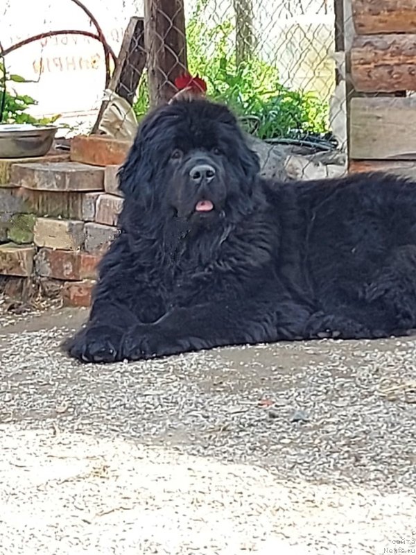 Фото: ньюфаундленд Старди Коллекшн Елизавета