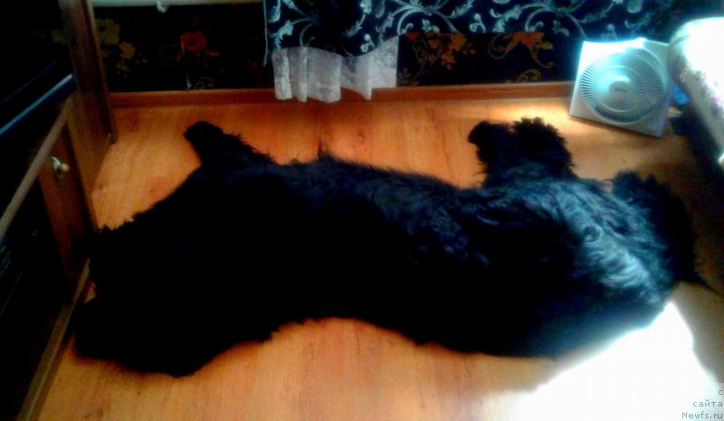 Фото: ньюфаундленд Первый Парень из Тихого Омута (Pervvy Paren iz Tihogo Omuta)