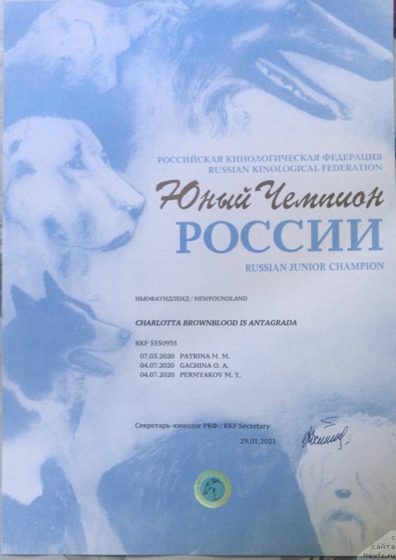 Фото: ньюфаундленд Чарлотта Браунблад из Антаграда (Charlotta Brownblood iz Antagrada)