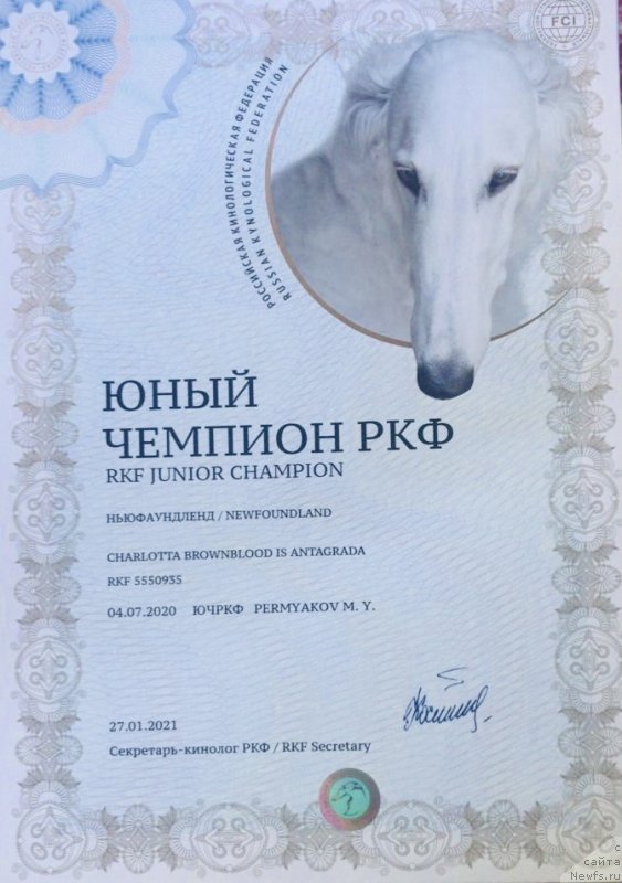 Фото: ньюфаундленд Чарлотта Браунблад из Антаграда (Charlotta Brownblood iz Antagrada)
