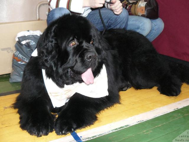 Фото: ньюфаундленд Пчёлкин Дом Афоня