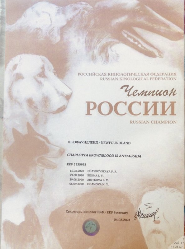 Фото: ньюфаундленд Чарлотта Браунблад из Антаграда (Charlotta Brownblood iz Antagrada)