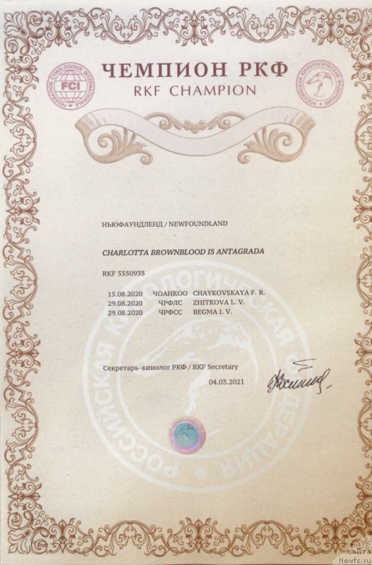 Фото: ньюфаундленд Чарлотта Браунблад из Антаграда (Charlotta Brownblood iz Antagrada)