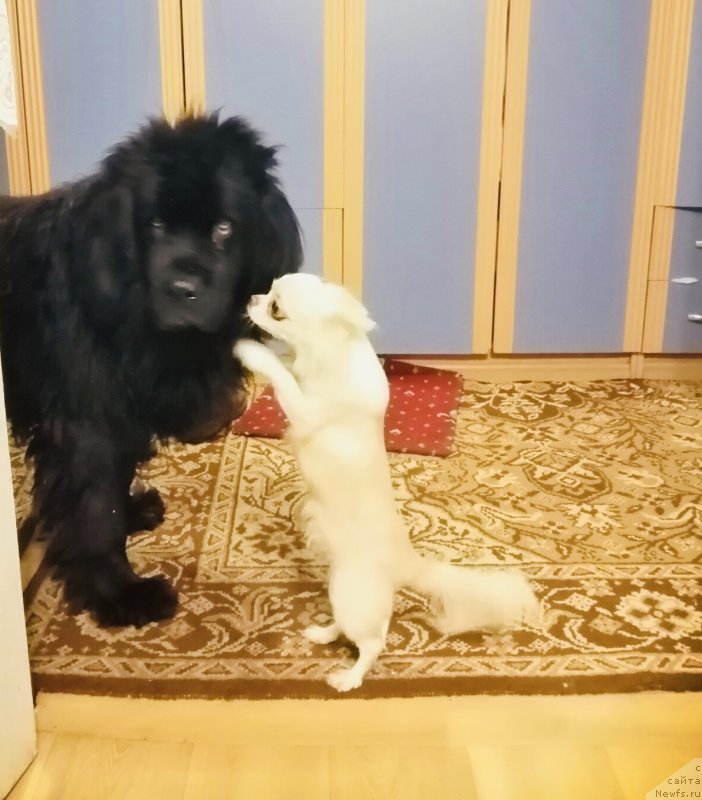 Фото: [d9750] Джолька