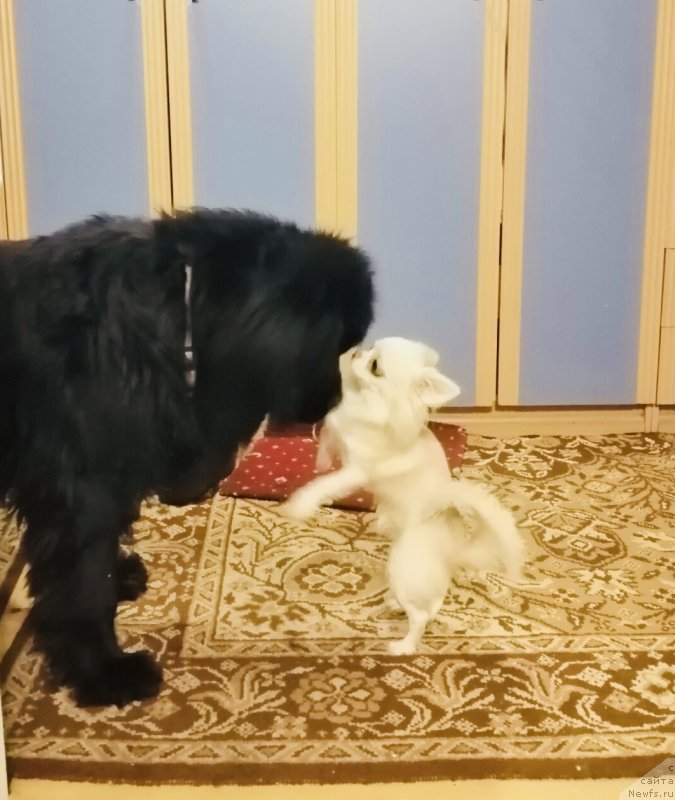 Фото: ньюфаундленд Хит Сезона от Сибирского Медведя