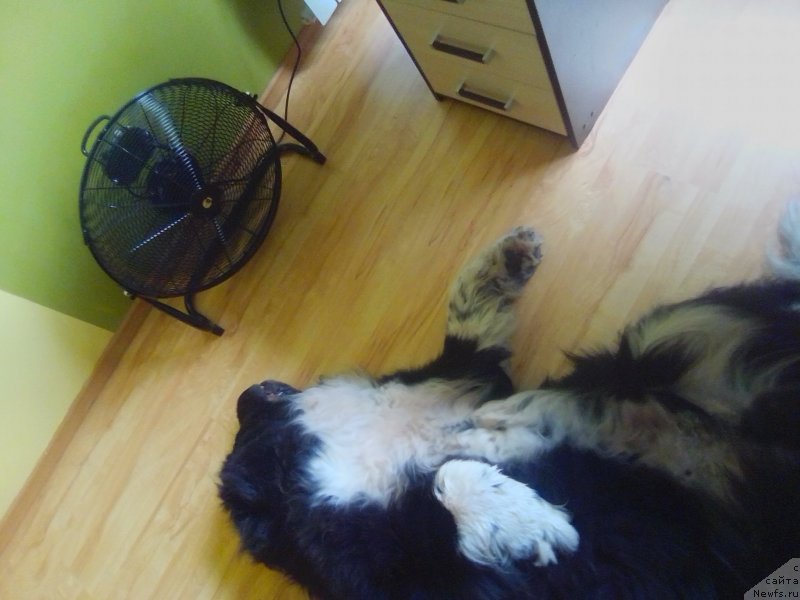 Фото: ньюфаундленд Старбимовлав Гардемарин