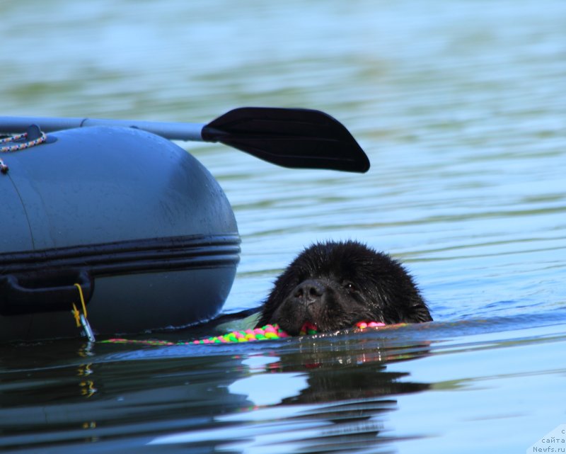 Фото: ньюфаундленд Даанич Веселый Роджер