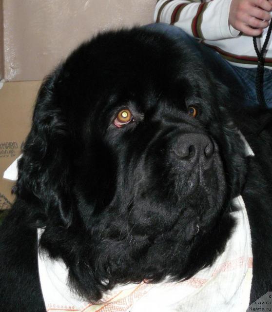 Фото: ньюфаундленд Пчёлкин Дом Афоня