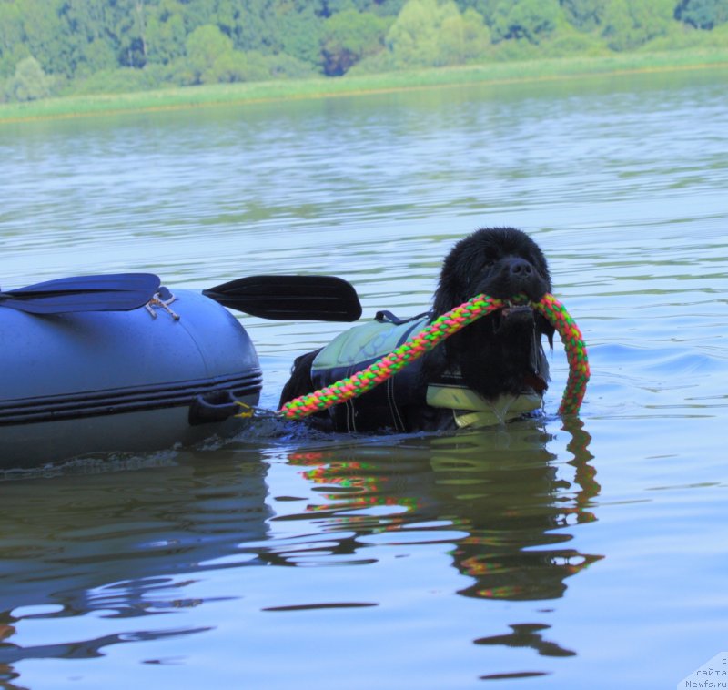 Фото: ньюфаундленд Даанич Веселый Роджер