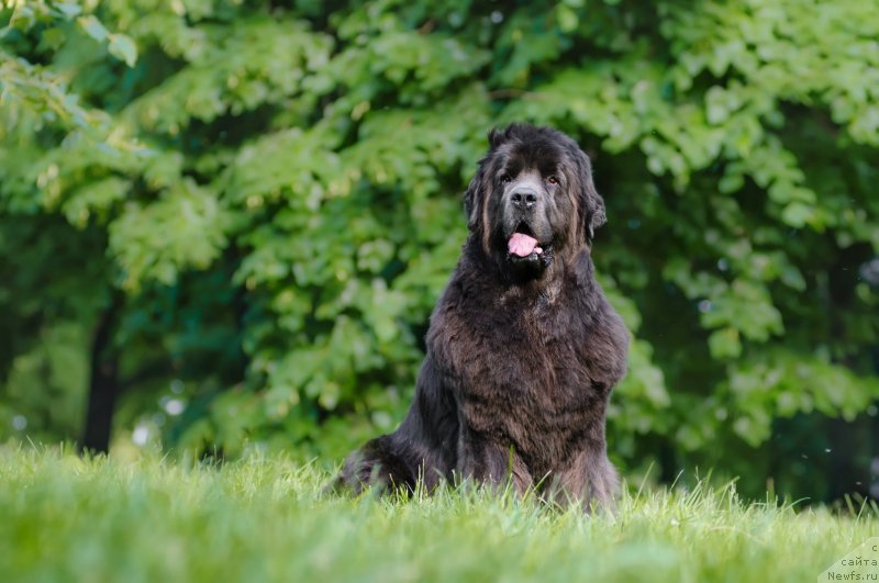 Фотография № 248544