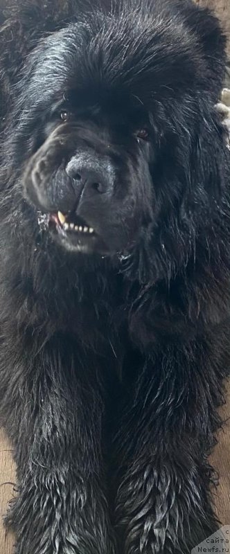 Фотография № 248546