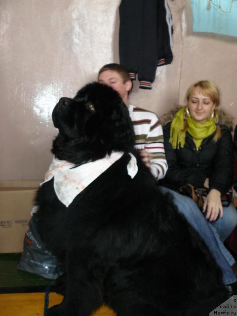 Фото: ньюфаундленд Пчёлкин Дом Афоня