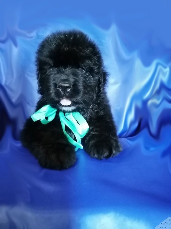 Фото: ньюфаундленд Шерман Лав Форевер (Sherman Lav Forever)