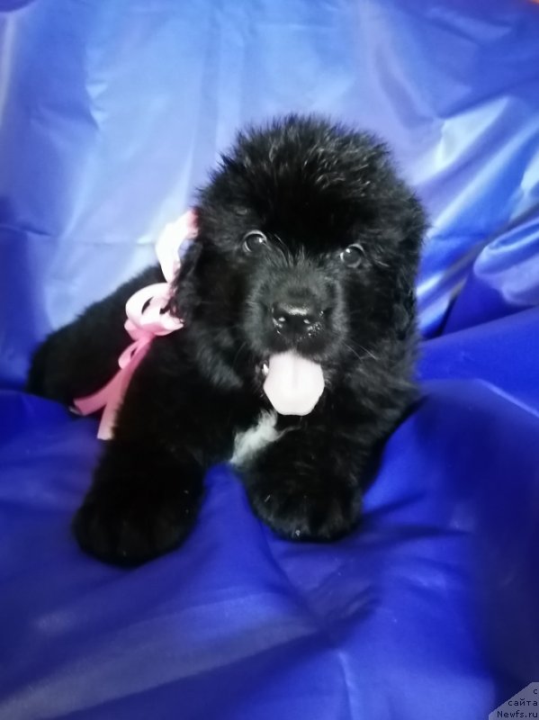 Фото: ньюфаундленд Шарлота Глоуд оф Лав