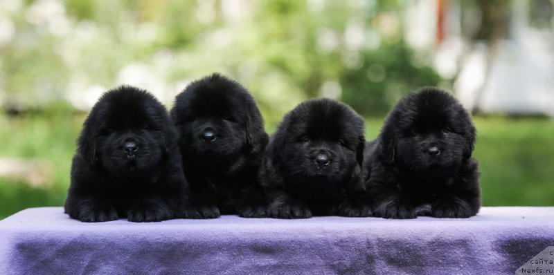 Фото: ньюфаундленд Смигар Глен Эллен (Smigar Glen Ellen)