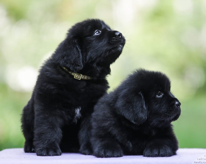 Фотография № 248563