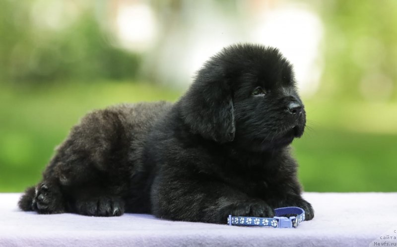 Фотография № 248566