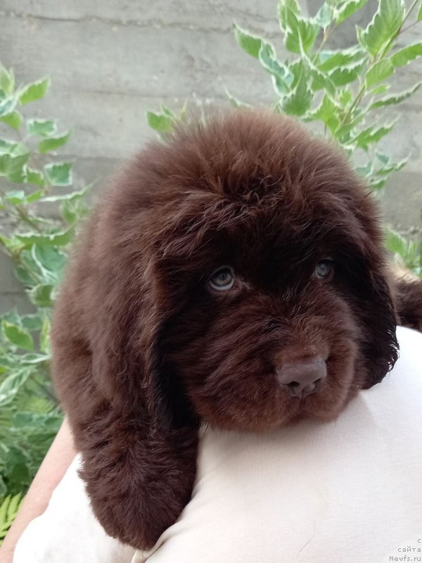 Фото: ньюфаундленд Черный Балу Султан Сулейман (Cherniy Balu Sultan Suleyman)